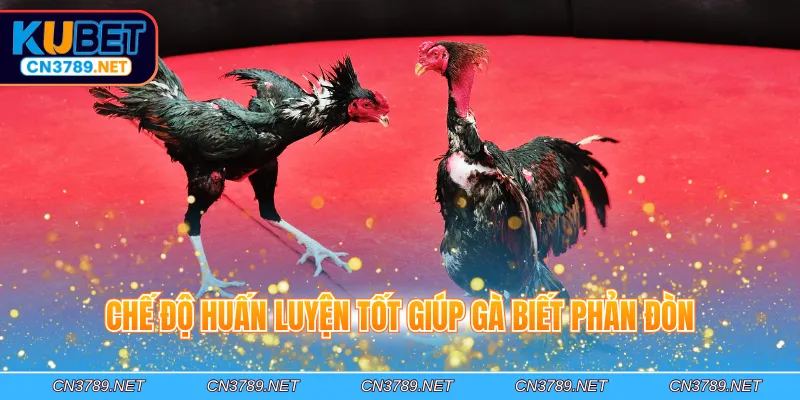 Chế độ huấn luyện tốt giúp gà biết phản đòn