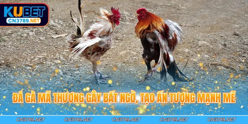 Đá gà mã thương gây bất ngờ, tạo ấn tượng mạnh mẽ