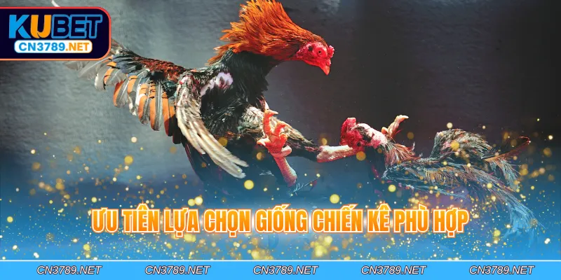 Ưu tiên lựa chọn giống chiến kê phù hợp